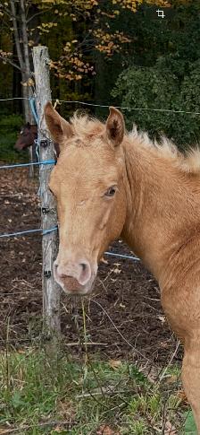 Poulain - Photo 4