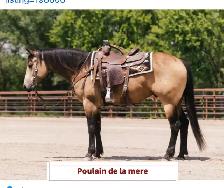 Poulain - Photo 8