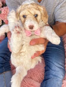 chiots bernedoodle - Photo 2