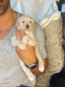 chiots bernedoodle - Photo 3