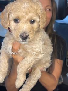 chiots bernedoodle - Photo 4