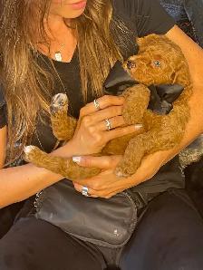 chiots bernedoodle - Photo 5