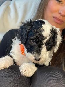 chiots bernedoodle - Photo 6