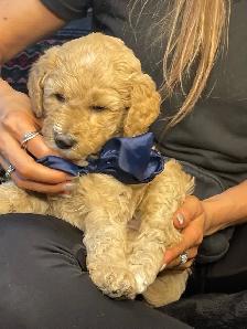 chiots bernedoodle - Photo 7