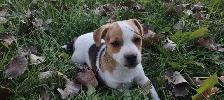 1 male Jack Russell Puppy $650