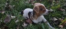 1 male Jack Russell Puppy $650 - Photo 2