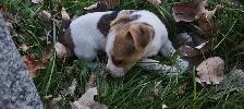 1 male Jack Russell Puppy $650 - Photo 3