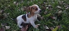 1 male Jack Russell Puppy $650 - Photo 4