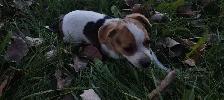 1 male Jack Russell Puppy $650 - Photo 5