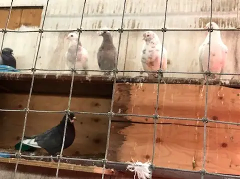 Roller Tumbler Pigeons