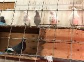 Roller Tumbler Pigeons