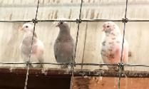Roller Tumbler Pigeons - Photo 2