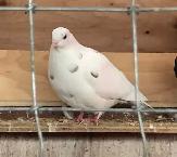 Roller Tumbler Pigeons - Photo 3
