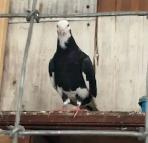 Roller Tumbler Pigeons - Photo 4