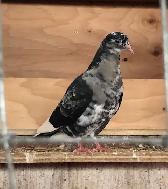 Roller Tumbler Pigeons - Photo 5