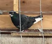 Roller Tumbler Pigeons - Photo 6