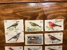 12. 1922 Church & Dwight USEFUL BIRDS OF AMERICA Cards ! - Photo 2