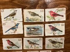 12. 1922 Church & Dwight USEFUL BIRDS OF AMERICA Cards ! - Photo 3