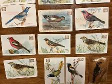 12. 1922 Church & Dwight USEFUL BIRDS OF AMERICA Cards ! - Photo 4