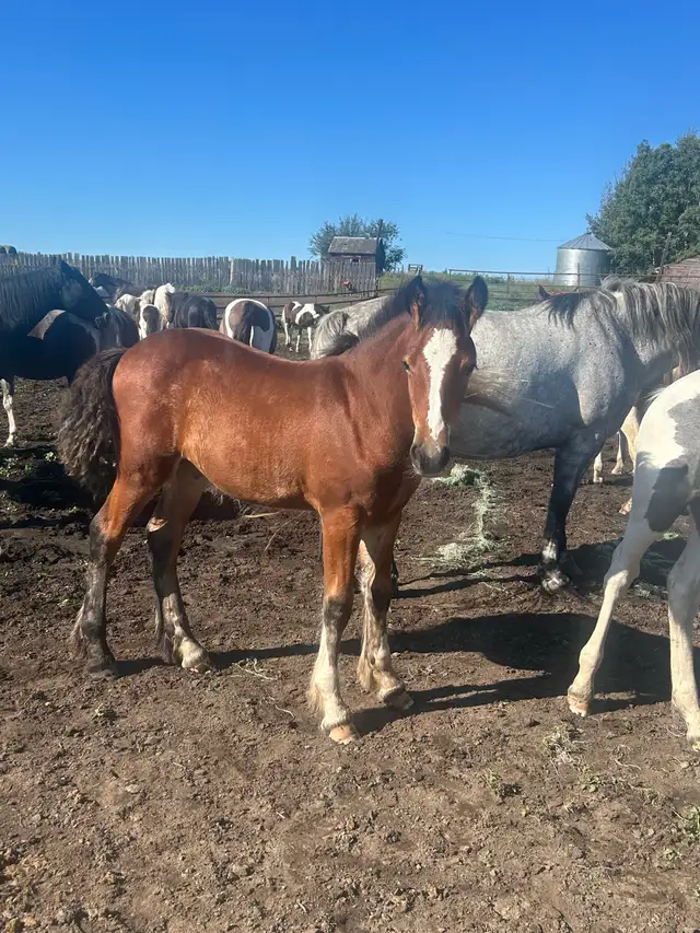 Drum cross stud colts