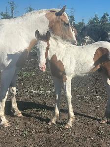 Drum cross stud colts - Photo 2