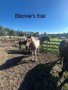 Drum Cross fillies