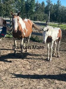 Drum Cross fillies - Photo 2