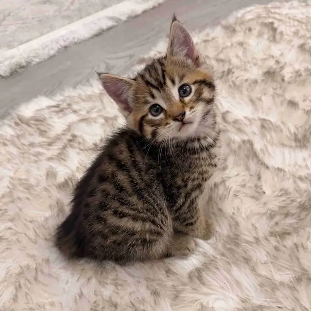 ❤️Bengal Kitten ❤️ Only one boy left! ❤️