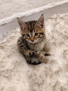 ❤️Bengal Kitten ❤️ Only one boy left! ❤️ - Photo 2