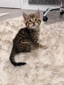 ❤️Bengal Kitten ❤️ Only one boy left! ❤️ - Photo 3
