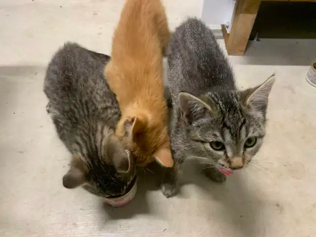 3 kittens looking for homes