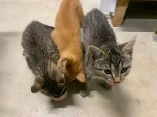 3 kittens looking for homes