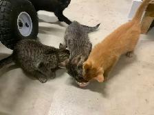 3 kittens looking for homes - Photo 2