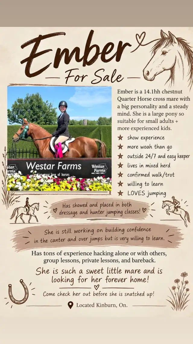 9yr old Quarter Horse Mare - Chasing Embers
