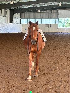 9yr old Quarter Horse Mare - Chasing Embers - Photo 3