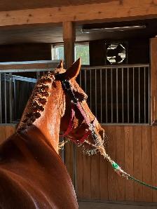 9yr old Quarter Horse Mare - Chasing Embers - Photo 4