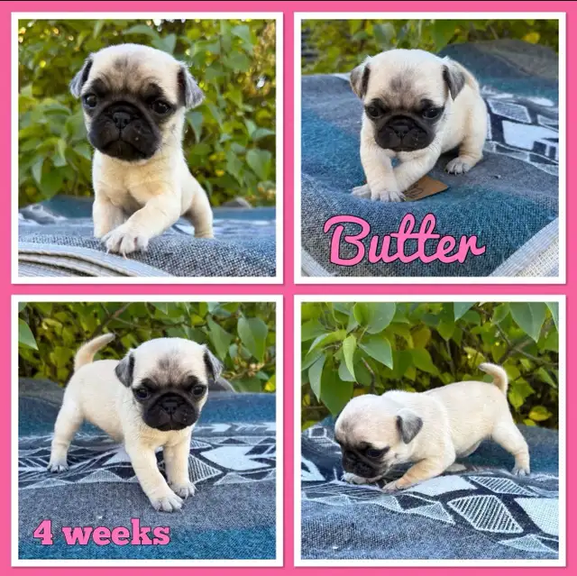 Pug Puppies