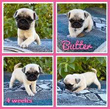 Pug Puppies