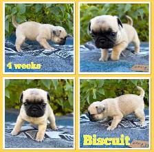 Pug Puppies - Photo 2