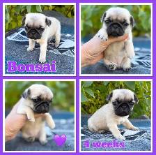 Pug Puppies - Photo 3