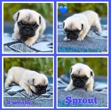 Pug Puppies - Photo 4