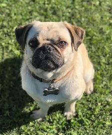 Pug Puppies - Photo 5