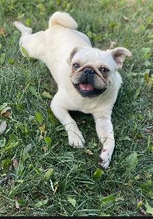 Pug Puppies - Photo 6