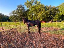Beautiful Black Gelding-Green Broke
