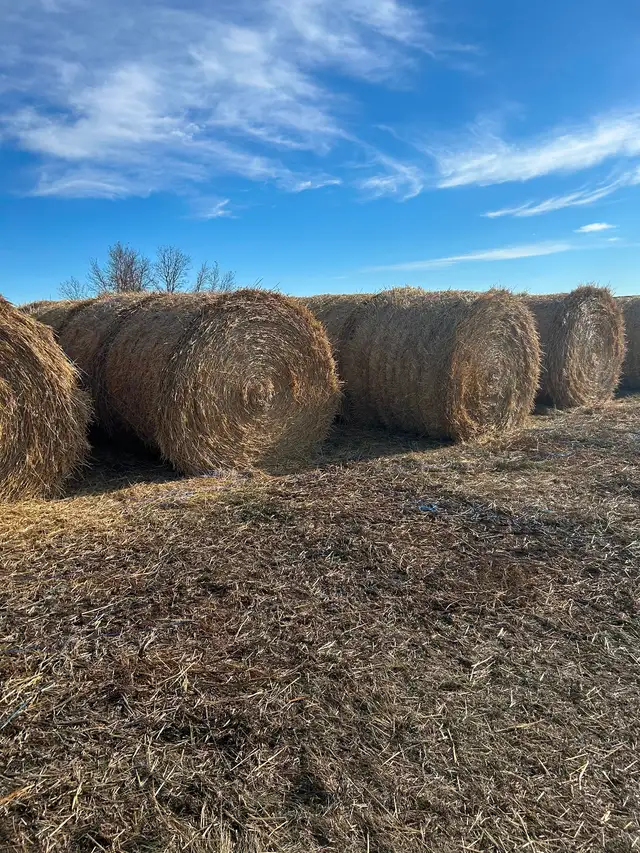 Wheat straw