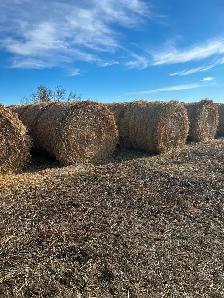 Wheat straw