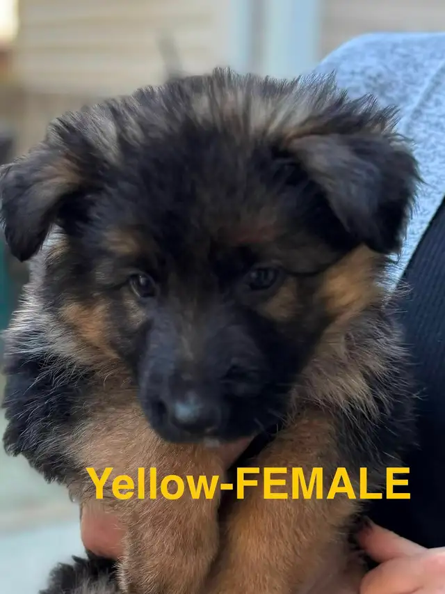 Beautiful Purebred German Shepherd Puppies for Sale!