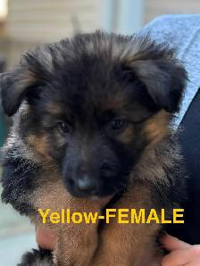 Beautiful Purebred German Shepherd Puppies for Sale!