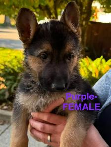 Beautiful Purebred German Shepherd Puppies for Sale! - Photo 2
