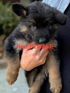 Beautiful Purebred German Shepherd Puppies for Sale! - Photo 3